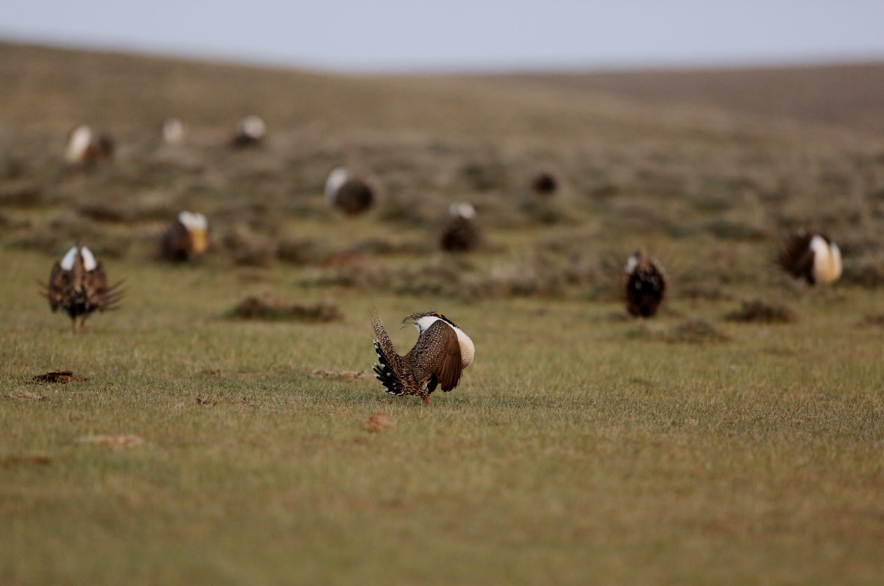 Sage Grouse look back 2015